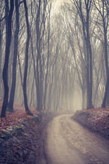 Forest road with dark trees on foggy late autumn day
