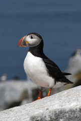 Atlantic Puffin Displays Unique Beak Like a Parrot