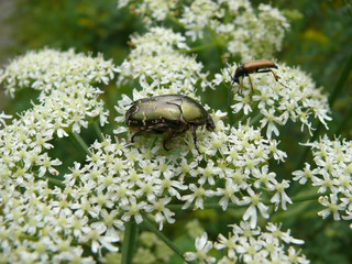 Beetles on a white flower