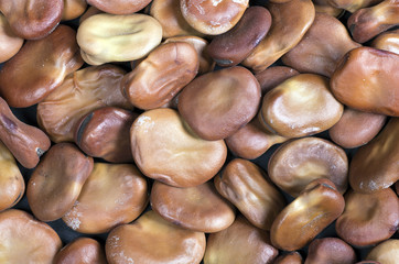 Fava beans,Vicia faba