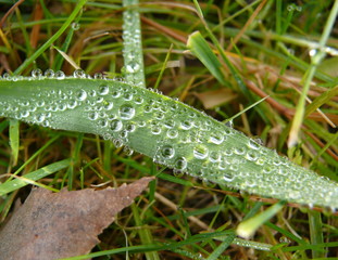 Grass leaves with rain drops