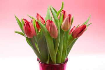 

Red tulips on pink background