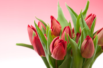 

Red tulips on pink background