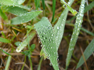 Fototapeta na wymiar Grass leaves with rain drops
