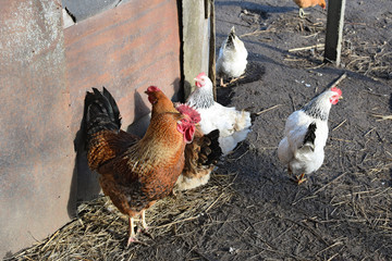 Hens in the yard of a hen house
