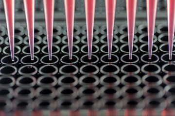 Adding samples to a black 96 well plate