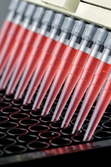 Adding samples to a black 96 well plate