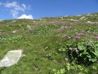 View from Weissee, Zell am see, Austria, Alpine wildflowers Adenostyles Alpina (Grauer Alpendost)