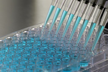 Fototapeta na wymiar Adding samples inside a biosafety cabinet