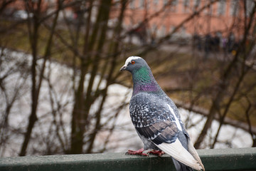 City dove