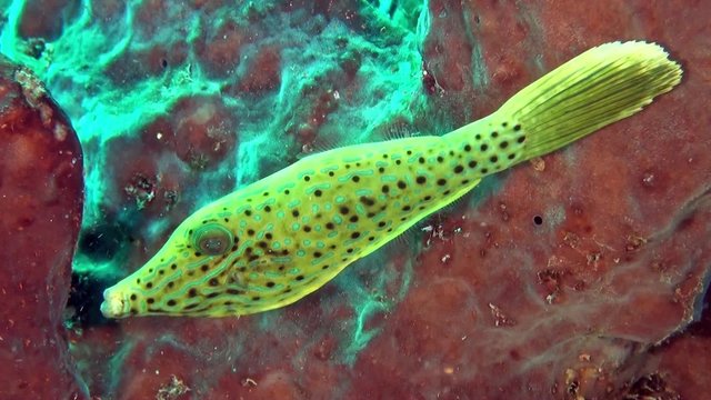 Yellow filefish in front of giant red sponge
