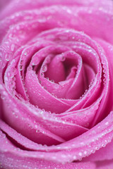 Rose close-up as background.Beautiful Rose Flower water drops.Pink rose macro close up with drops of dew