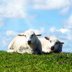 Lämmer auf dem Deich