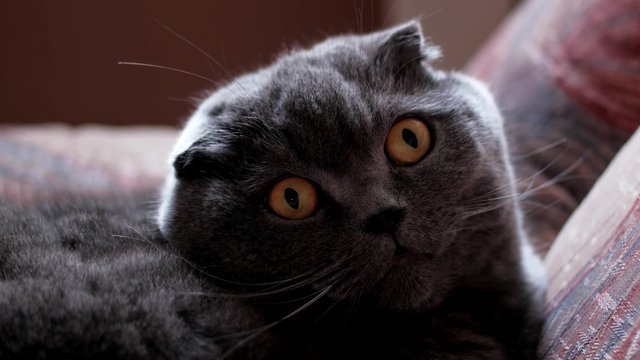 British Cat with big eyes