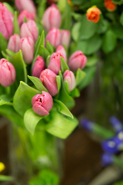 Soft color tulpins Background