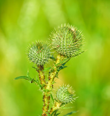 The buds of plumeless thistles (Carduus) closeup