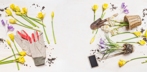 Spring flowers and pots , garden tools  and work  gloves on white wooden background, top view, banner. Gardening concept.