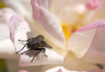 Closeup of Fly on a flower
