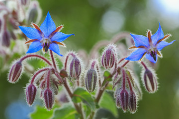 Borage flowers close up