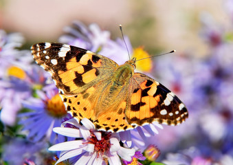 Painted lady butterfly on autumn Aster flower