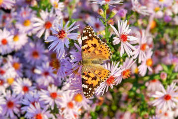 Painted lady butterfly on autumn Aster flower
