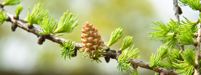Young larch cone on a branch - obrazy, fototapety, plakaty