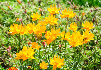 Trollius or globeflower