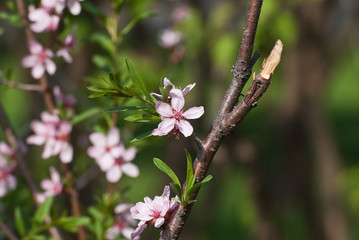 Blooming steppe almond (Prunus tenella)
