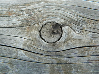 текстура дерева © Анжелика Михайлюк