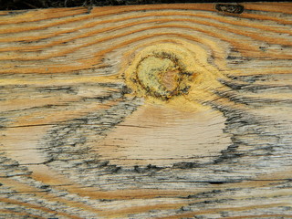 текстура дерева © Анжелика Михайлюк