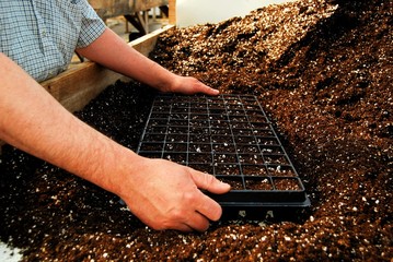 Starting seeds in a greenhouse