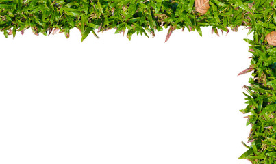 Green grass frame isolated on white background - with space for you to add words, photos etc