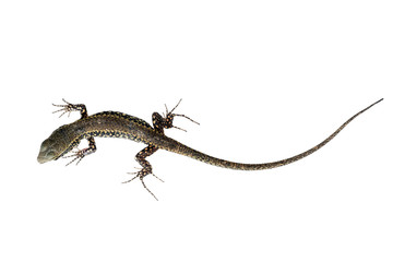 Close up shot of this reptile. Podarcis muralis.Wall lizard. Isolated on white. © Mushy