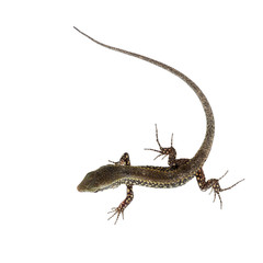 Podarcis muralis - common wall lizard isolated on white
