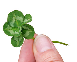 Lucky six leaf clover. Genetic mutation in nature.