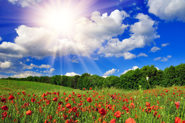 Bright sun over poppy field