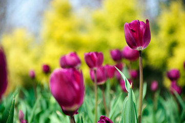 Beautiful blooming tulips in garden