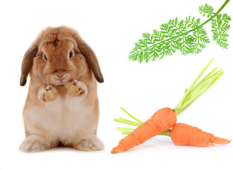 Obraz premium rabbit in Food isolated on a white background