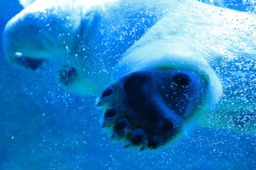 Polar bear sole of a foot