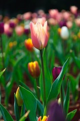 Beautiful blooming tulips in garden
