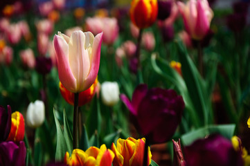 Beautiful blooming tulips in garden