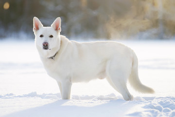 White Swiss Shepherd dog staying in the snow at sunny weather