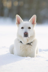 White Swiss Shepherd dog lying in the snow at sunny weather