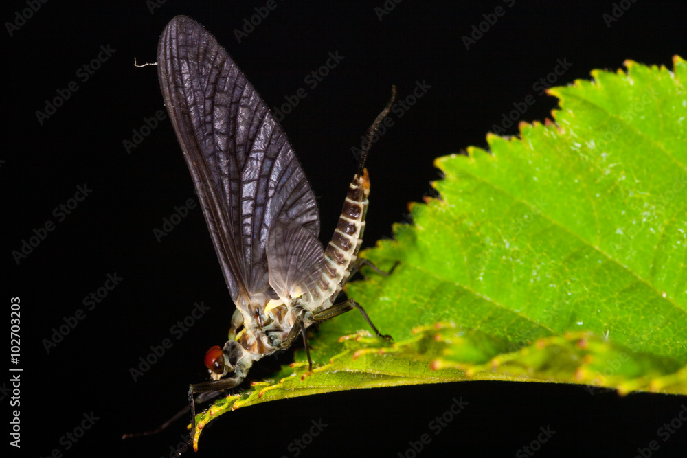 Poster Drunella doddsii mayfly