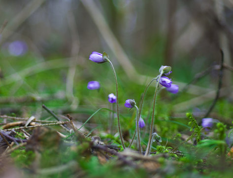 early, spring flowers, blue