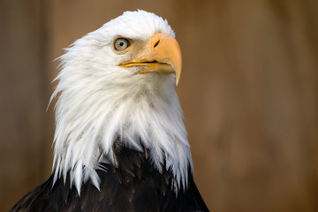 American Bald Eagle