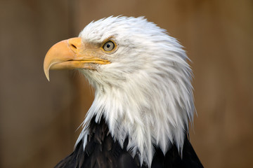 American Bald Eagle