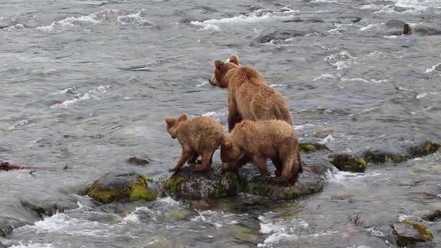 Grizzly  Bear and Cubs Katmai National Park