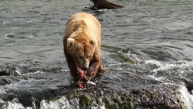 Grizzly Bear Katmai National Park Catching Fish