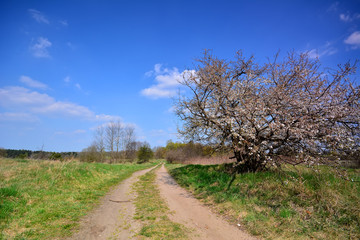 Fototapeta na wymiar Spring landscape with dirt road